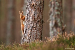 Red squirrel peeking out from behind a tree